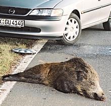 Der Zusammenprall mit einem Wildschwein geschieht heftig. Foto: Auto-Reporter/GDV